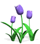 Spring Sale